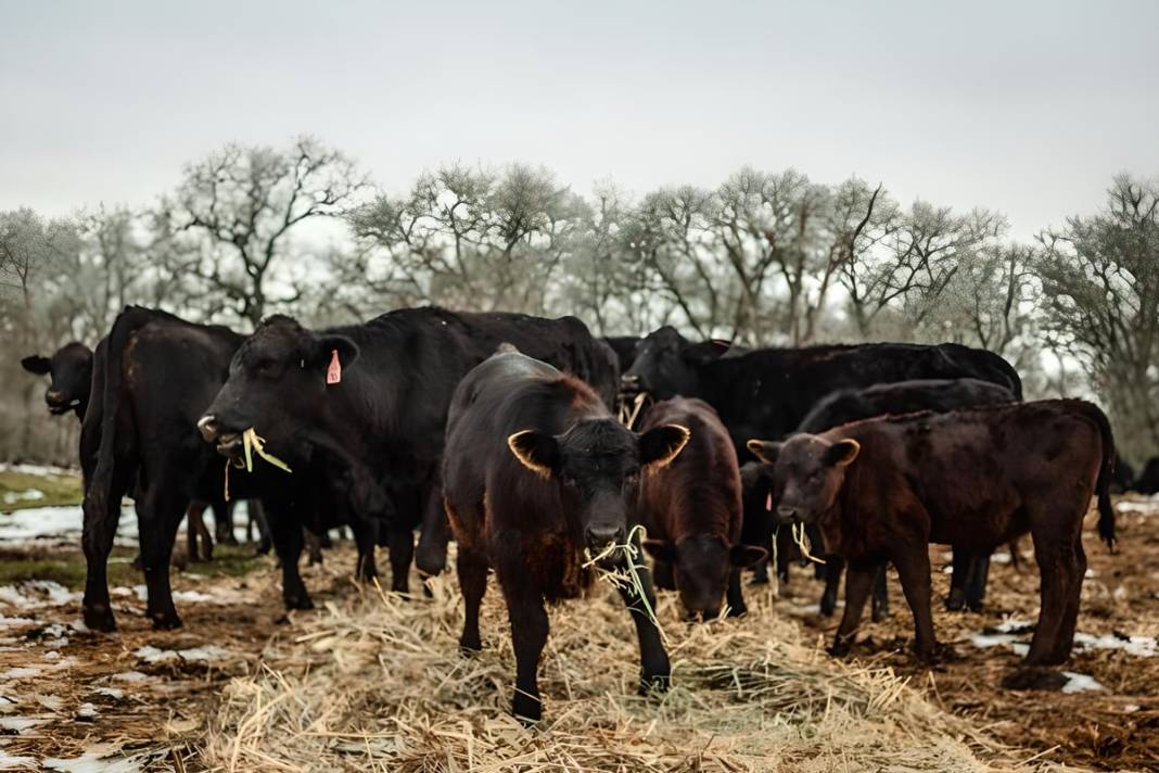 Yüzlerce büyükbaş hayvan için öldürülme kararı çıktı! İtlaf kararının gerekçesi hayvanseverleri küplere bindirdi! 4
